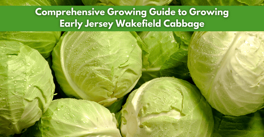 Comprehensive Growing Guide to Growing Early Jersey Wakefield Cabbage