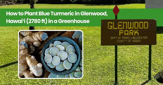 How to Plant Blue Turmeric in Glenwood, Hawai‘i (2780 ft) in a Greenhouse