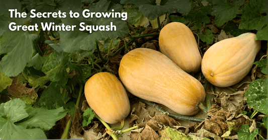 The Secrets to Growing Great Winter Squash