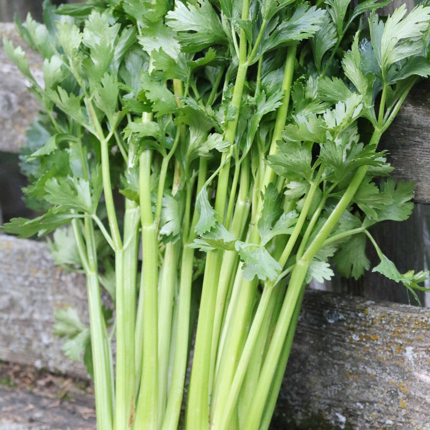 Tall Utah Celery