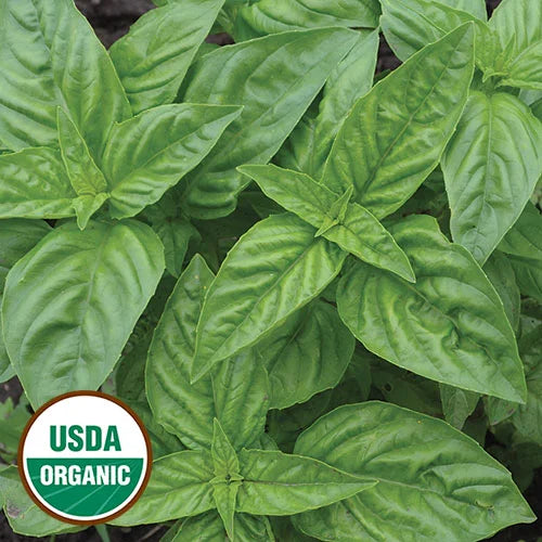 Genovese Basil