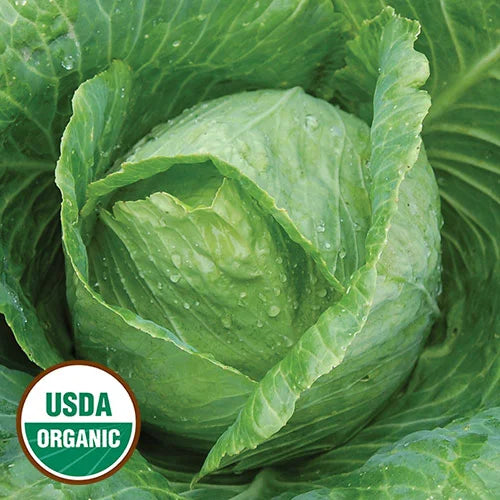 Early Jersey Wakefield Cabbage