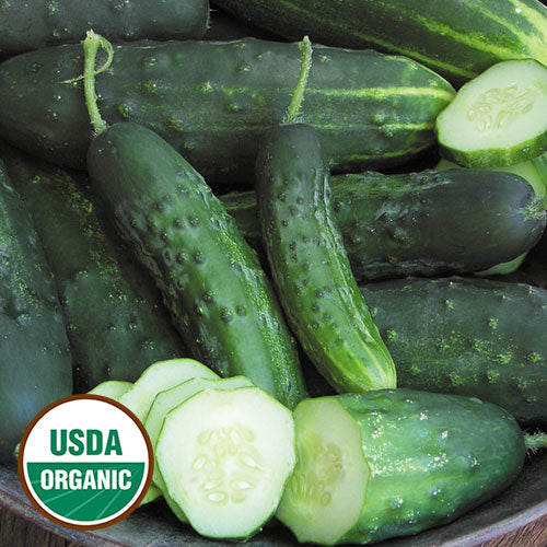 Early Fortune Cucumber