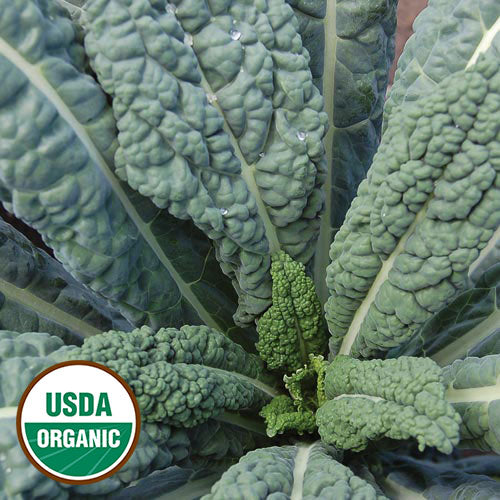 Lacinato Kale