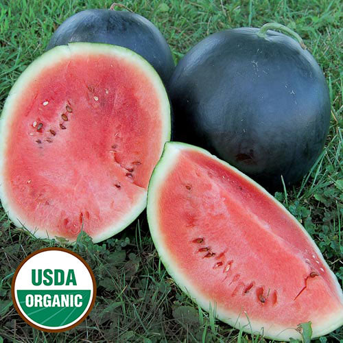 Blacktail Mountain Watermelon