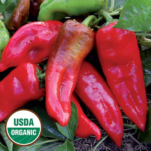 Sweet Italian Pepper