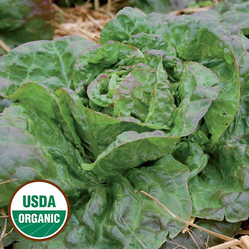 Baquieu Lettuce