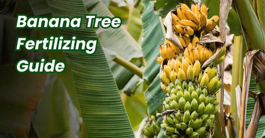 Banana Tree Fertilizing Guide