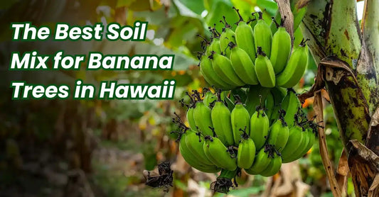 Best Soil Mix for Banana Trees in Hawaii