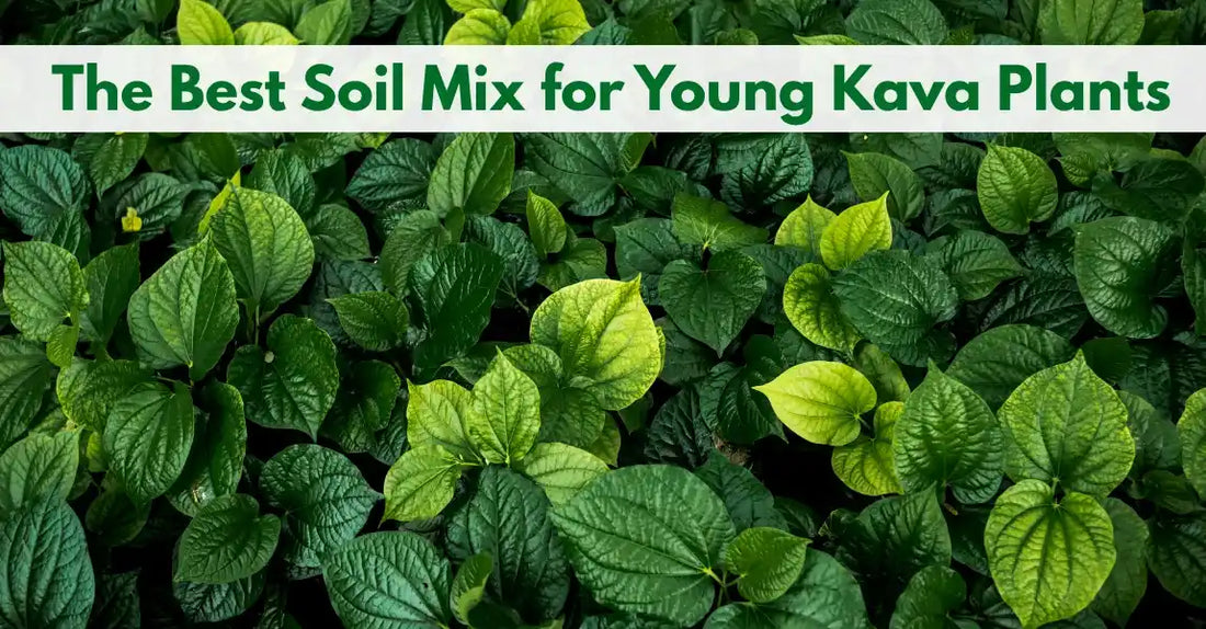 Best Soil Mix for Young Kava Plants 