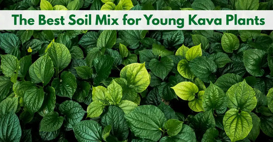 Best Soil Mix for Young Kava Plants 