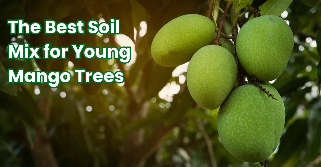 Best Soil Mix for Young Mango Trees