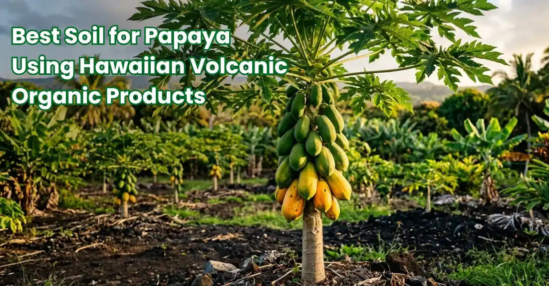 Papaya tree with ripening fruit growing in volcanic soil on the Big Island