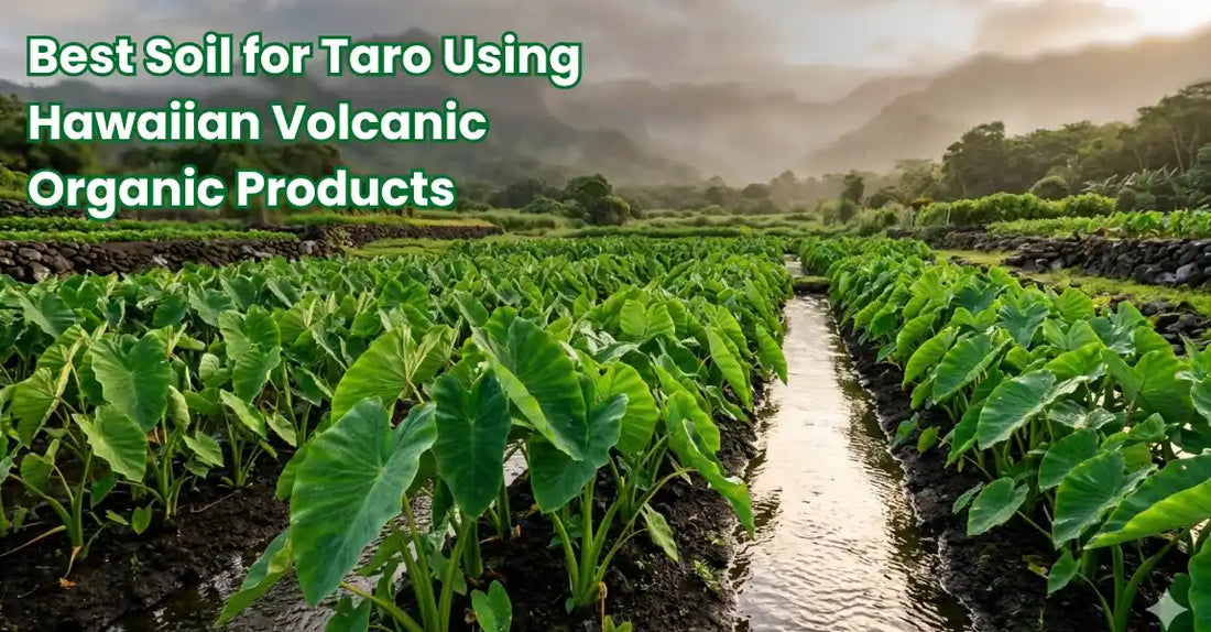 Taro (kalo) growing in Hawaiian volcanic soil on the Big Island