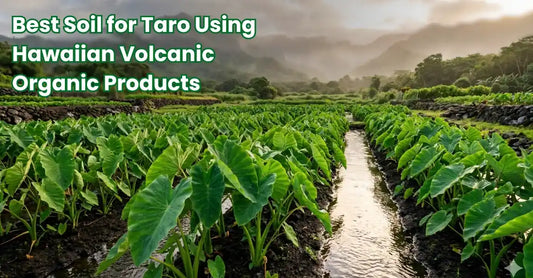 Taro (kalo) growing in Hawaiian volcanic soil on the Big Island