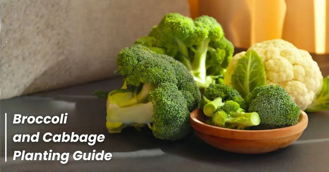 Broccoli And Cabbage Planting Guide