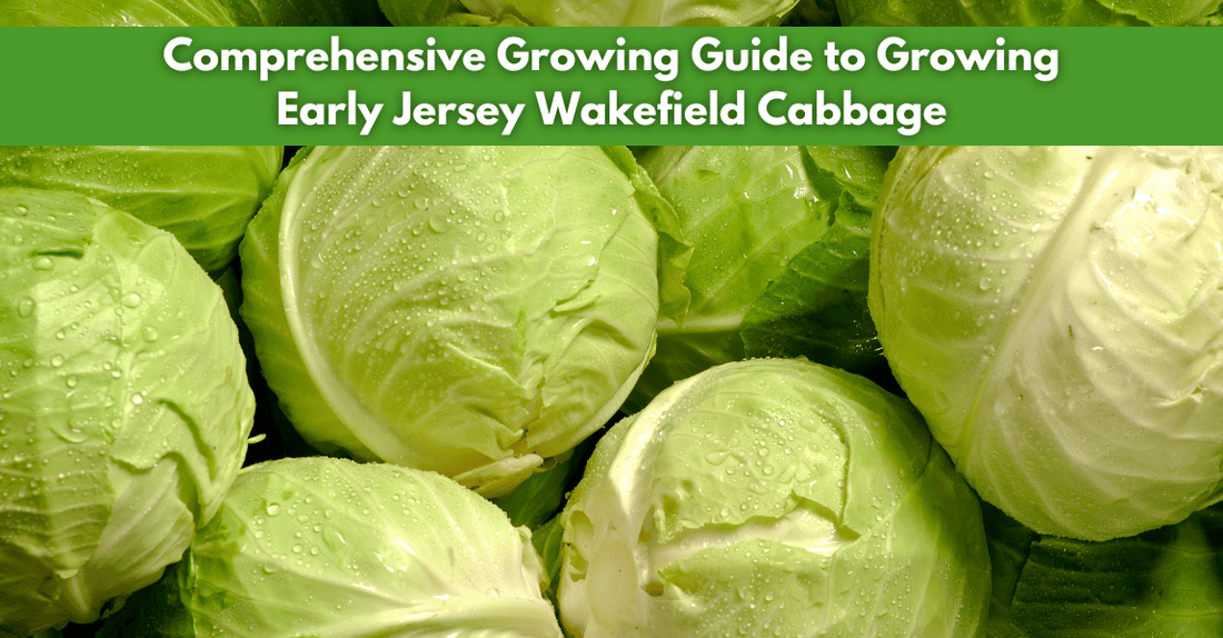 Comprehensive Growing Guide to Growing Early Jersey Wakefield Cabbage