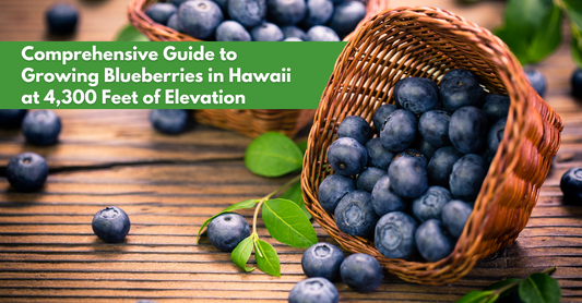 Guide To Growing Blueberries In Hawaii