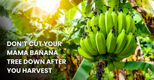 Don’t Cut Your Mama Banana Tree Down After You Harvest