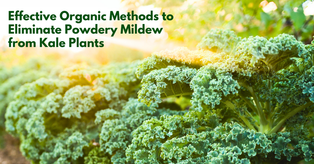 Eliminate Powdery Mildew From Kale Plants