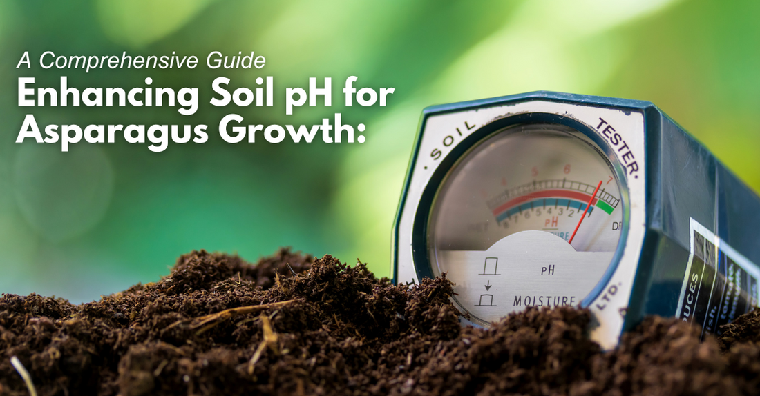 Enhancing Soil PH For Asparagus Growth