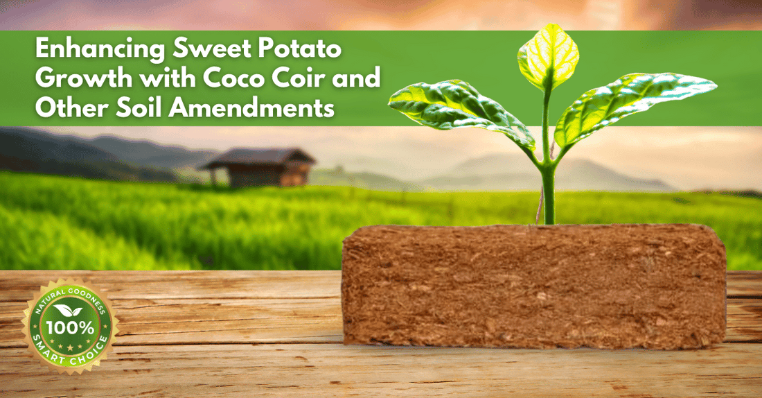 Enhancing Sweet Potato Growth with Coco Coir and Other Soil Amendments