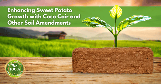 Enhancing Sweet Potato Growth with Coco Coir and Other Soil Amendments