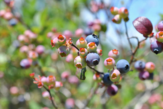 Growing Blueberries In Hawaii