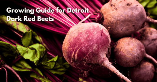 Growing Guide for Detroit Dark Red Beets