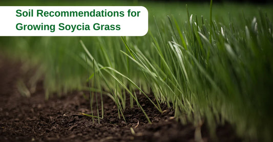 HVO.Farm Soil Recommendations for Growing Soycia Grass