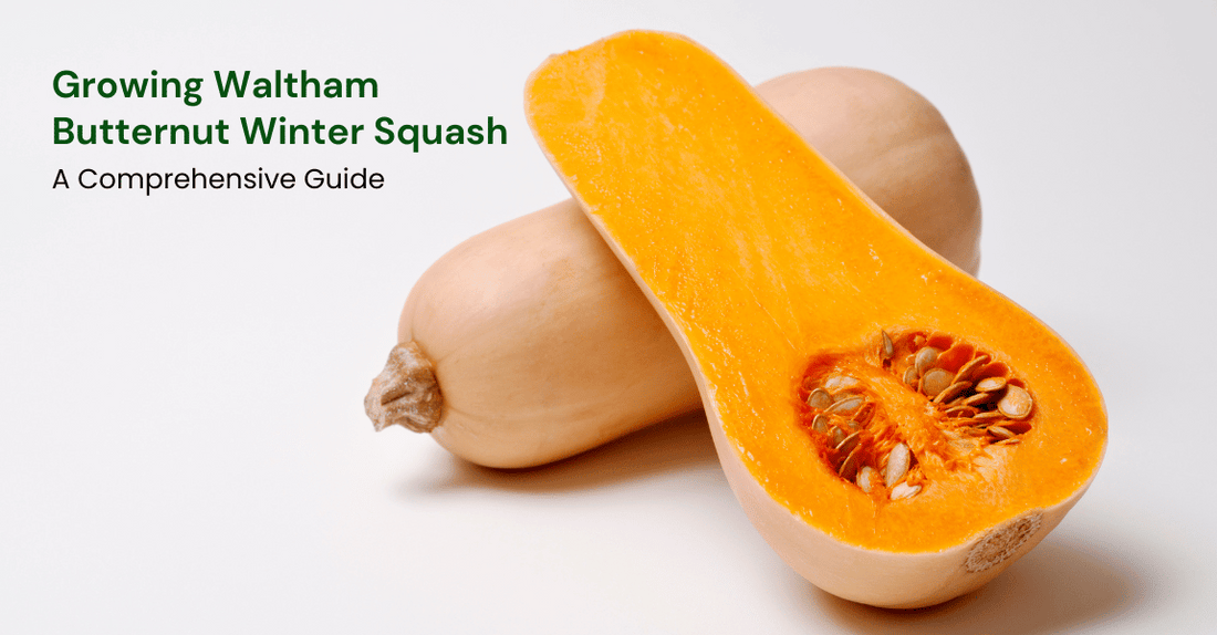 Growing Waltham Butternut Winter Squash