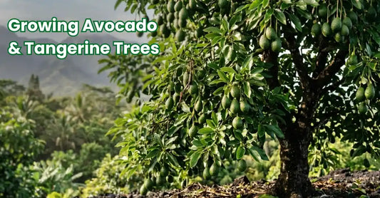 Avocado tree growing in volcanic Hawaiian soil with black cinder on the Big Island
