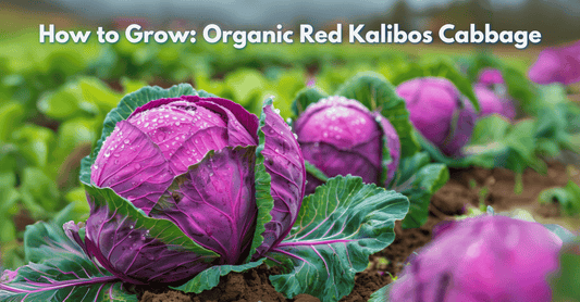 How to Grow: Organic Red Kalibos Cabbage