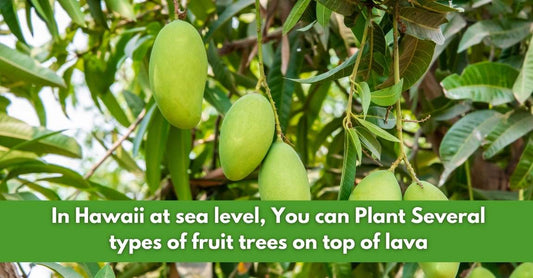 you can plant several types of fruit trees on top of lava