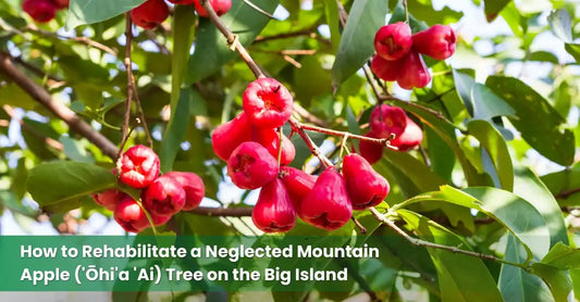 Mature 'ohi'a 'ai mountain apple tree with red fruit and dark green leaves on the Big Island