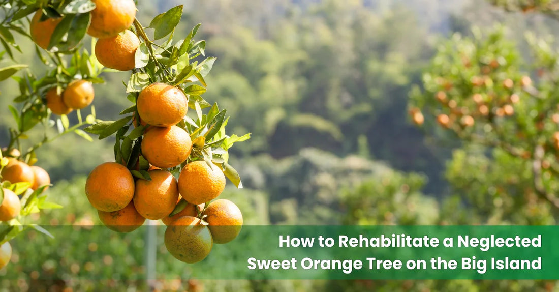 Mature sweet orange tree with ripening orange fruit growing in volcanic soil on the Big Island of Hawaii