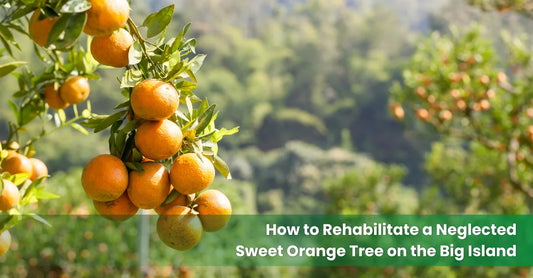 Mature sweet orange tree with ripening orange fruit growing in volcanic soil on the Big Island of Hawaii