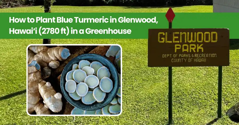 Tumeric Natural Blue How to Plant Blue Turmeric in Glenwood, Hawai‘i (2780 ft) in a Greenho ...