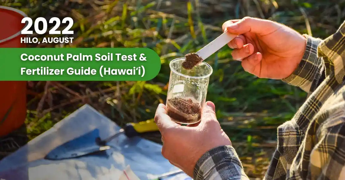 Coconut Palm Fertilizer & Soil Care Tips
