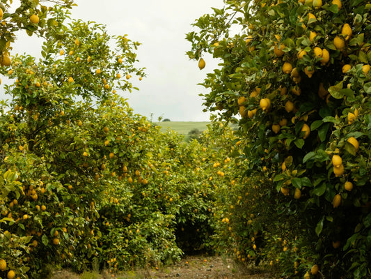 One Year Old Lemon And Lime Trees