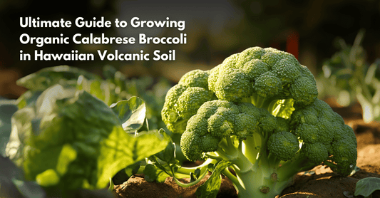 Ultimate Guide to Growing Organic Calabrese Broccoli in Hawaiian Volcanic Soil