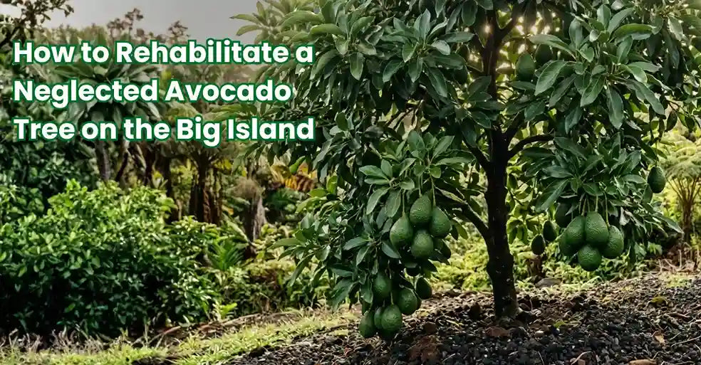 Mature Hawaiian avocado tree with dense canopy loaded with green fruit at 700 ft elevation on the Big Island