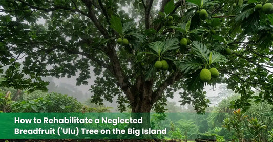 Large established 'ulu breadfruit tree with broad lobed leaves and ripening fruit on the Big Island of Hawaii