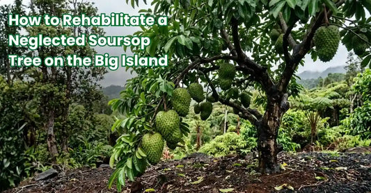 Mature soursop tree with green fruit growing on the Big Island of Hawaii at 600 ft elevation