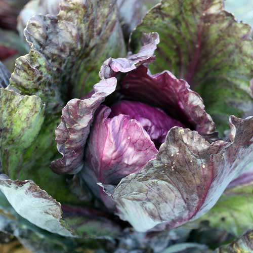 Red Kalibos Cabbage