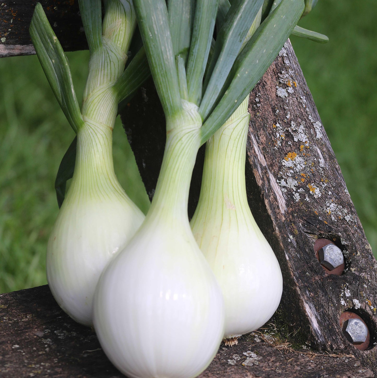 Ailsa Craig Onion