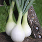 Ailsa Craig Onion