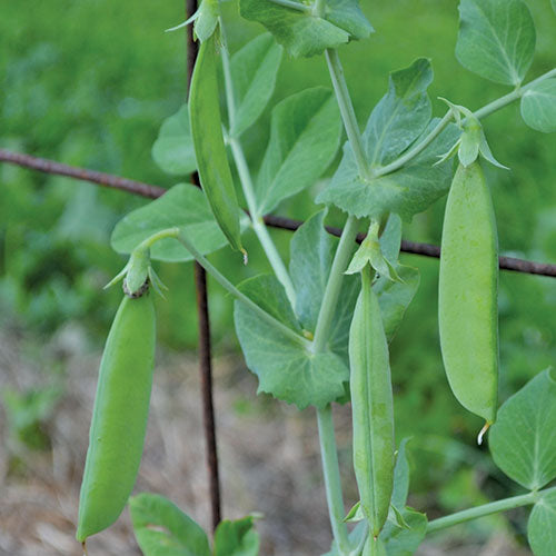 Sutton's Harbinger Pea