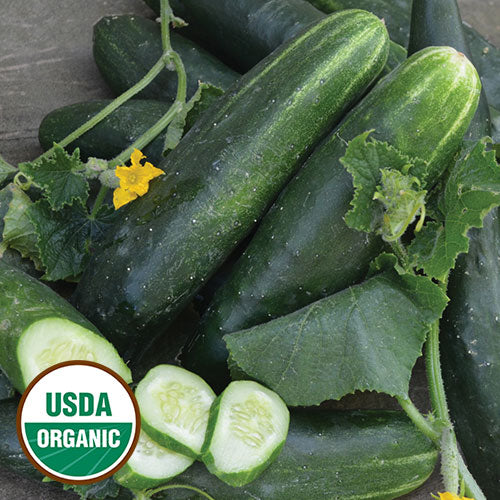 Japanese Climbing Cucumber