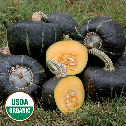 Burgess Buttercup Squash